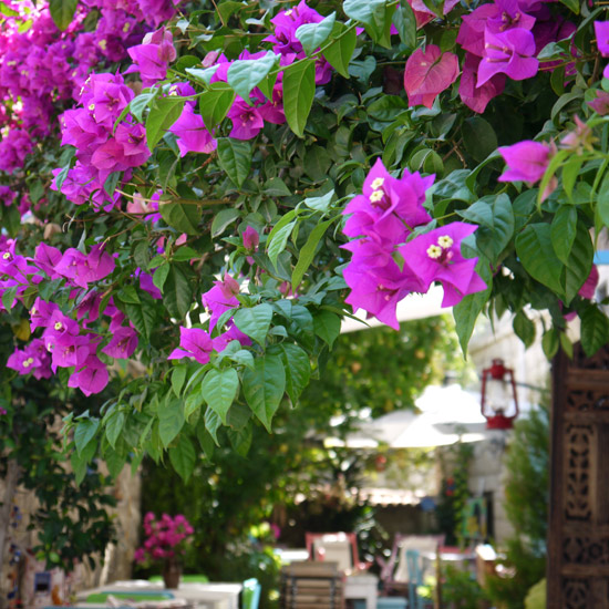 Alaçatı, flowers and terrasse, août 2014 Alaçatı, flowers and terrasse