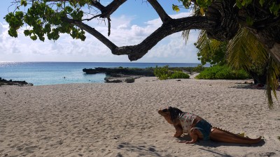 Cayman_Smith_Cove_Beach.JPG, déc. 2013 Cayman_Smith_Cove_Beach.JPG