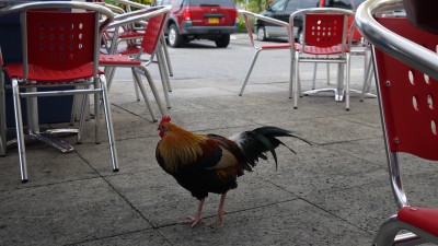 Cayman, wild chicken 2013 Cayman, wild chicken